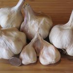 Inchelium Red Soft Neck Garlic